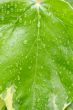 wet ivy leaf background