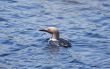 loon