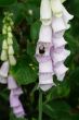foxglove and bumble bee
