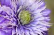 clematis