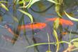 goldfish