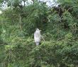grey heron Ardea cinerea