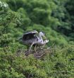 grey heron Ardea cinerea