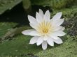 White water lily