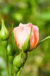 peach rose bud