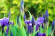 Close-up Iris