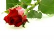 beautiful red rose with droplets over white