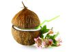 coconut with straw and flowers over white