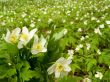 White flowers