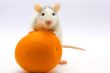 Rat with an orange