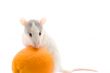 Rat with an orange