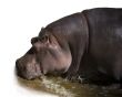 Hippopotamus