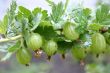 Branch of a gooseberry …