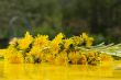 yellow summer