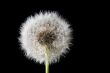 white fuzz dandelion