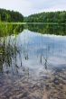 Morning on the forest lake