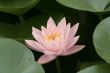 Water lily