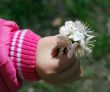 White flowers of apricot tree are in child`s hand