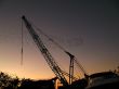 Crane against a setting sun with starlings