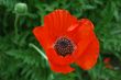 Red poppy