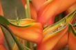 Exotic Tropical Flower Abstract