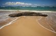 Inviting Tropical Shoreline & Driftwood