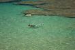 Snorlerers in the Clear Tropical Waters