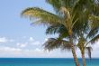 Palm Trees and Tropical Waters