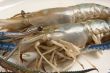 Whole raw prawns