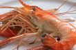 Cooked prawn