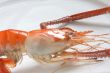 Cooked prawn
