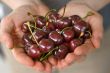 hands full of cherry