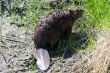 Close-up Beaver