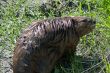 Close-up Beaver