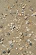 Pebble Beach Background