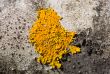 yellow lichen