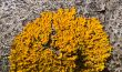 yellow lichen
