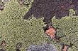 Rock and lichen