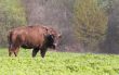 Bison