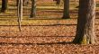Abstract fall park