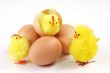 Toy Chicken