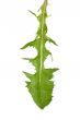  Dandlion leaf