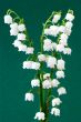  Mayflowers