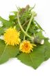 Herbs for salad