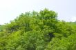 forest on hilly district