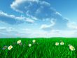 grass and white flowers