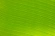 green leaf