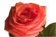 flowering rose
