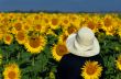 Looking at sunflowers