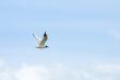 flight of gulls